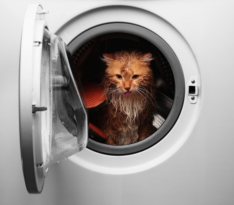 Кот в стиралке