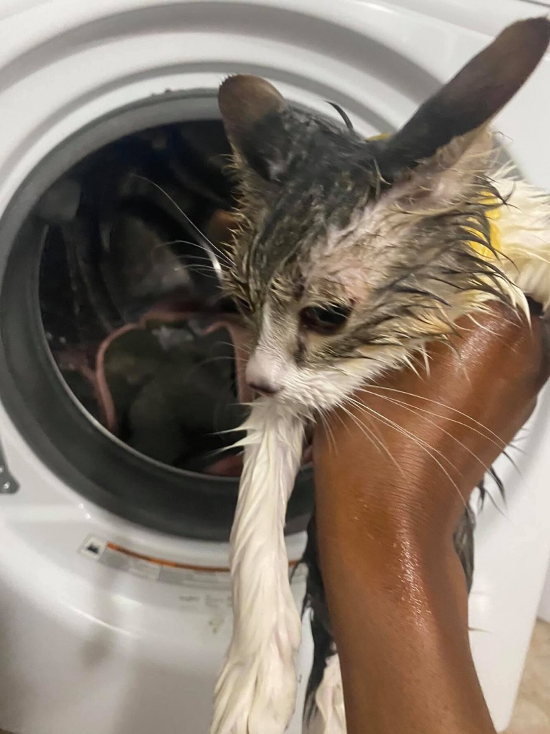 Кота в стиралку