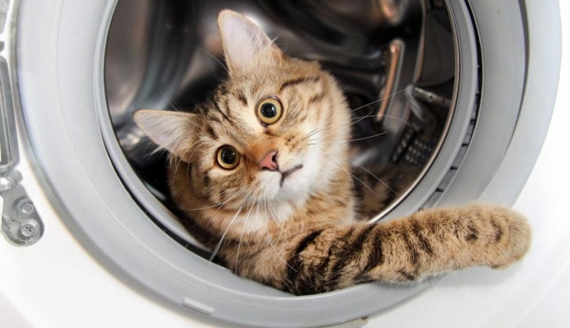 Коты в стиральной машине