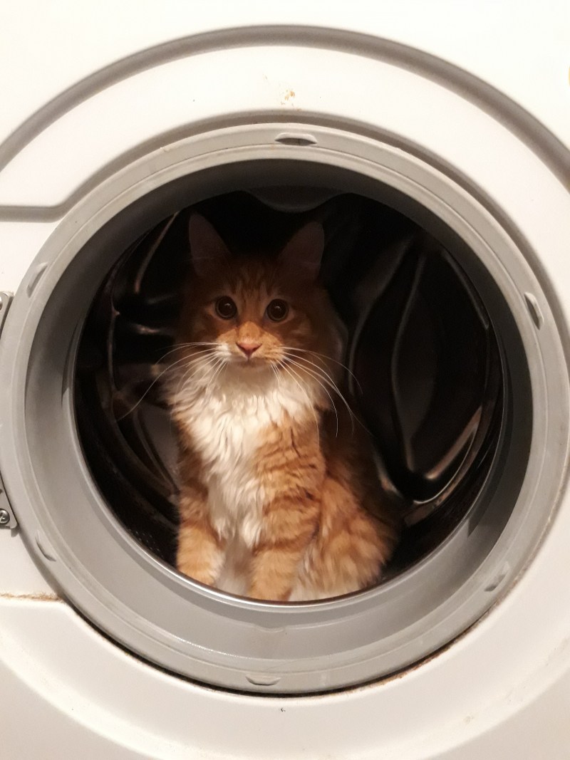Кот в стиралке