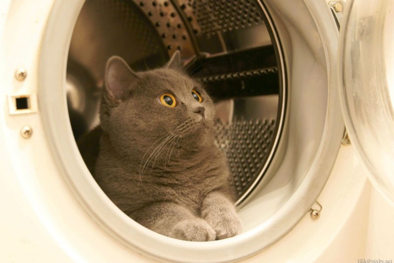 Стирка кота