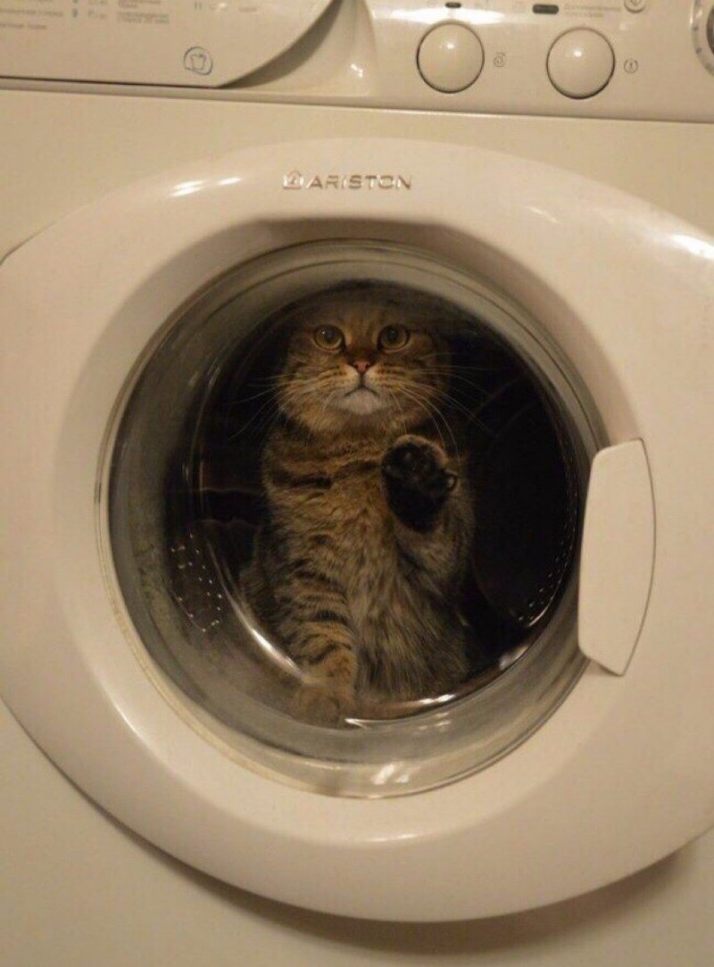 Кот в стиралке