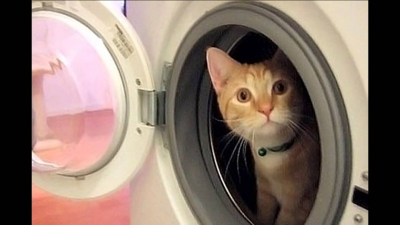 Черные коты в стиральной машинке