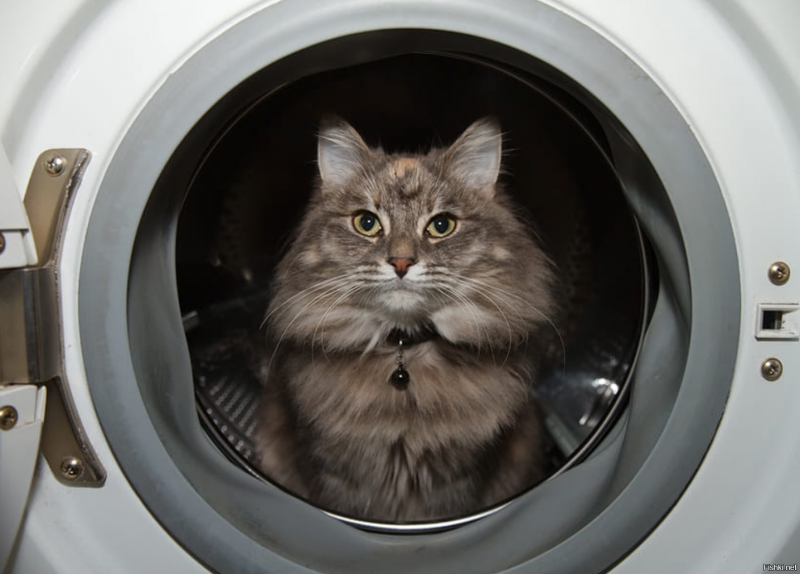 Котенок в стиральной машине