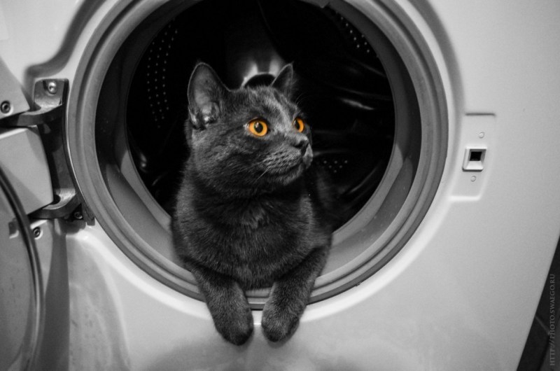Кошка в стиральной машинке