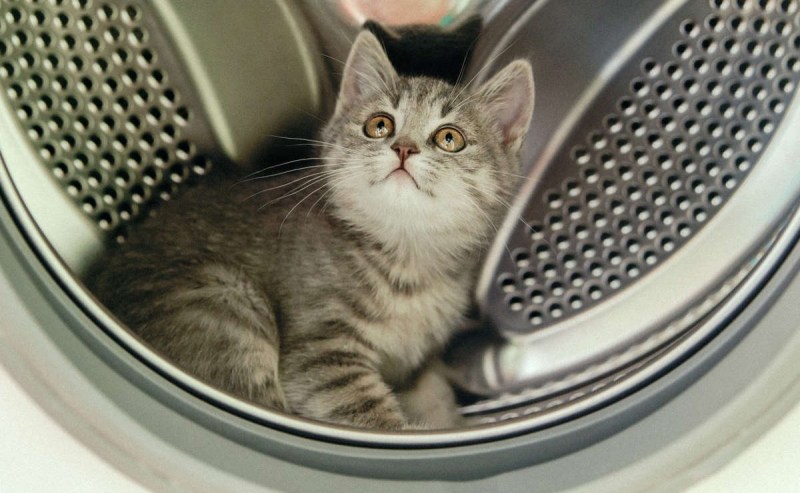 Кот в стиральной машине