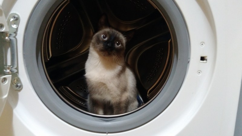 Кот в стиральной машине gif