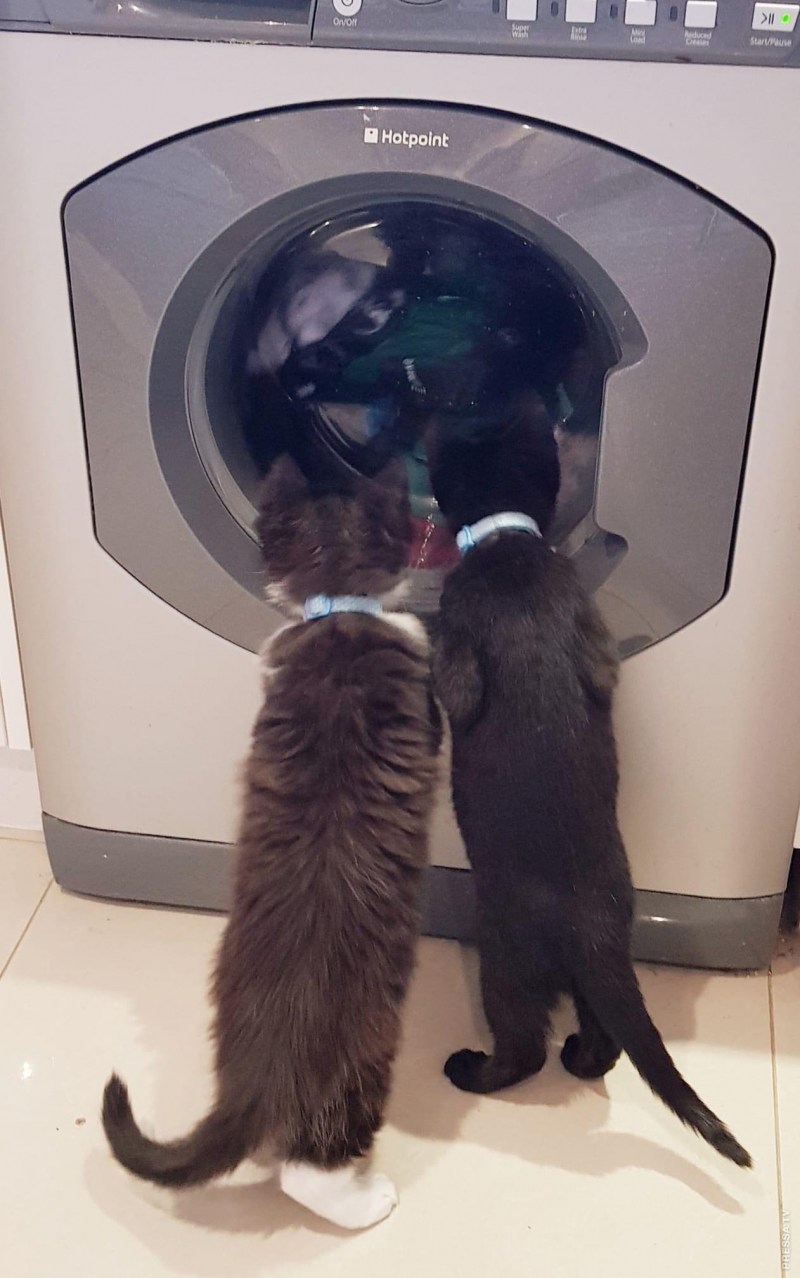 Котик и стиральная машинка