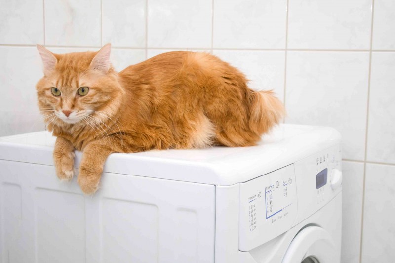 Кошачья стирка