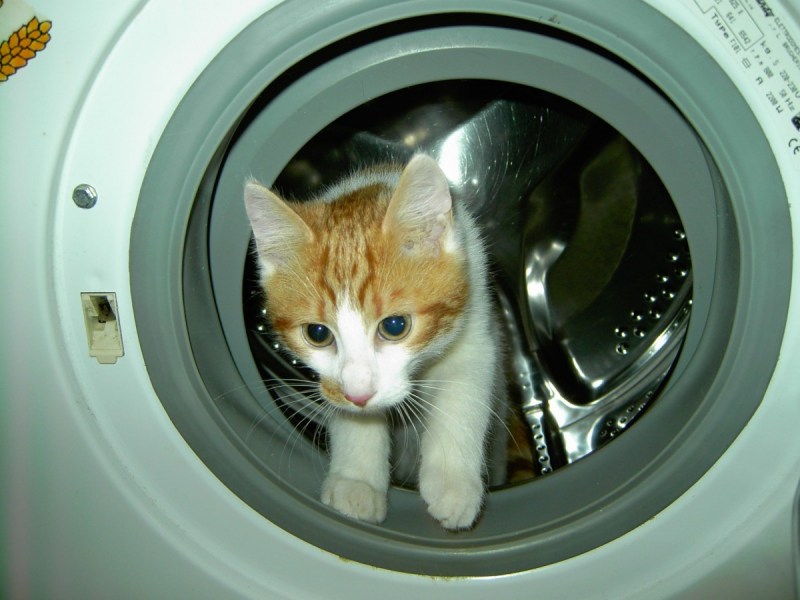 Кот в стиралке
