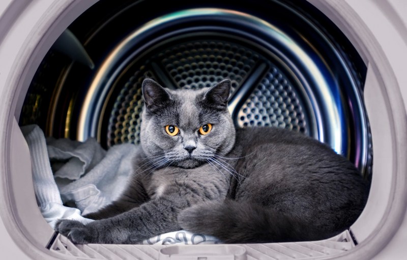 Кот в стиралку