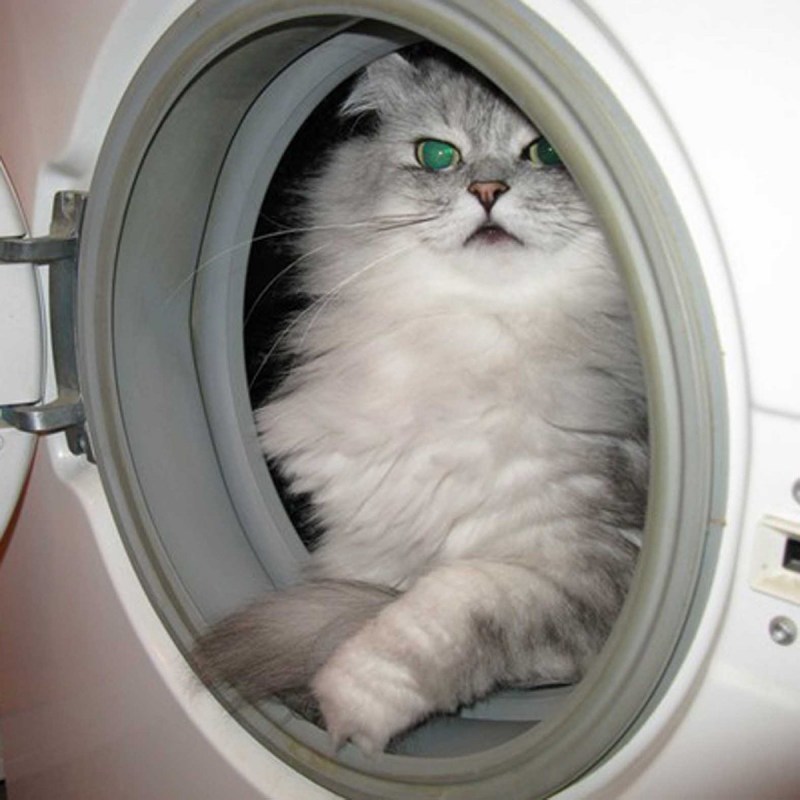 Кот в стиральной машине