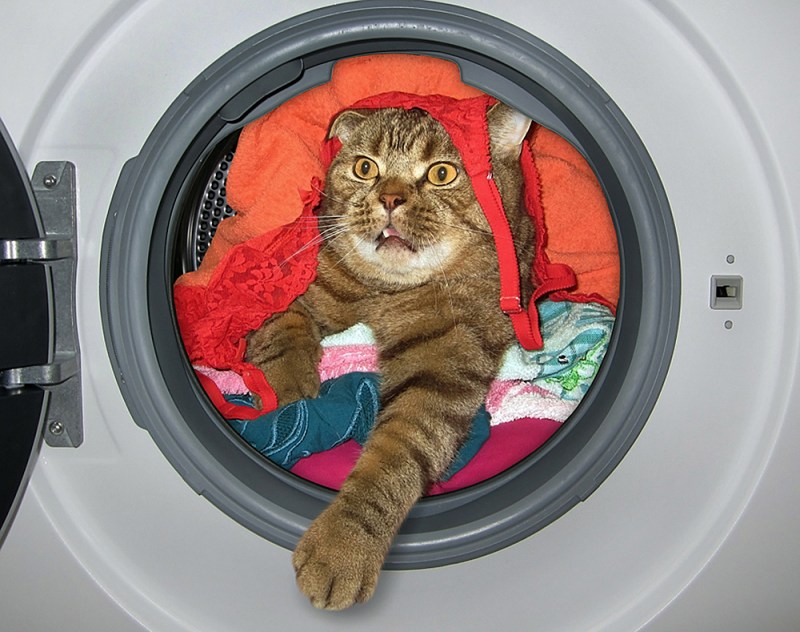 Коты в стиральной машине