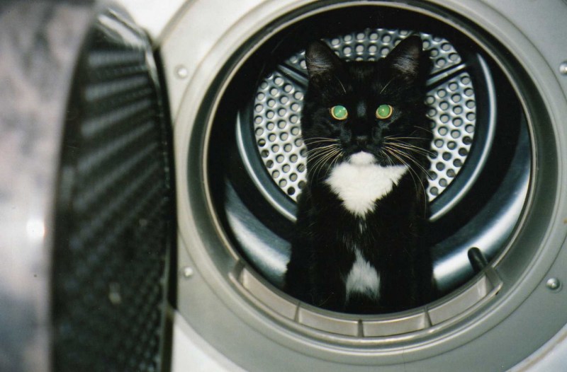 Коты в стиральной машине