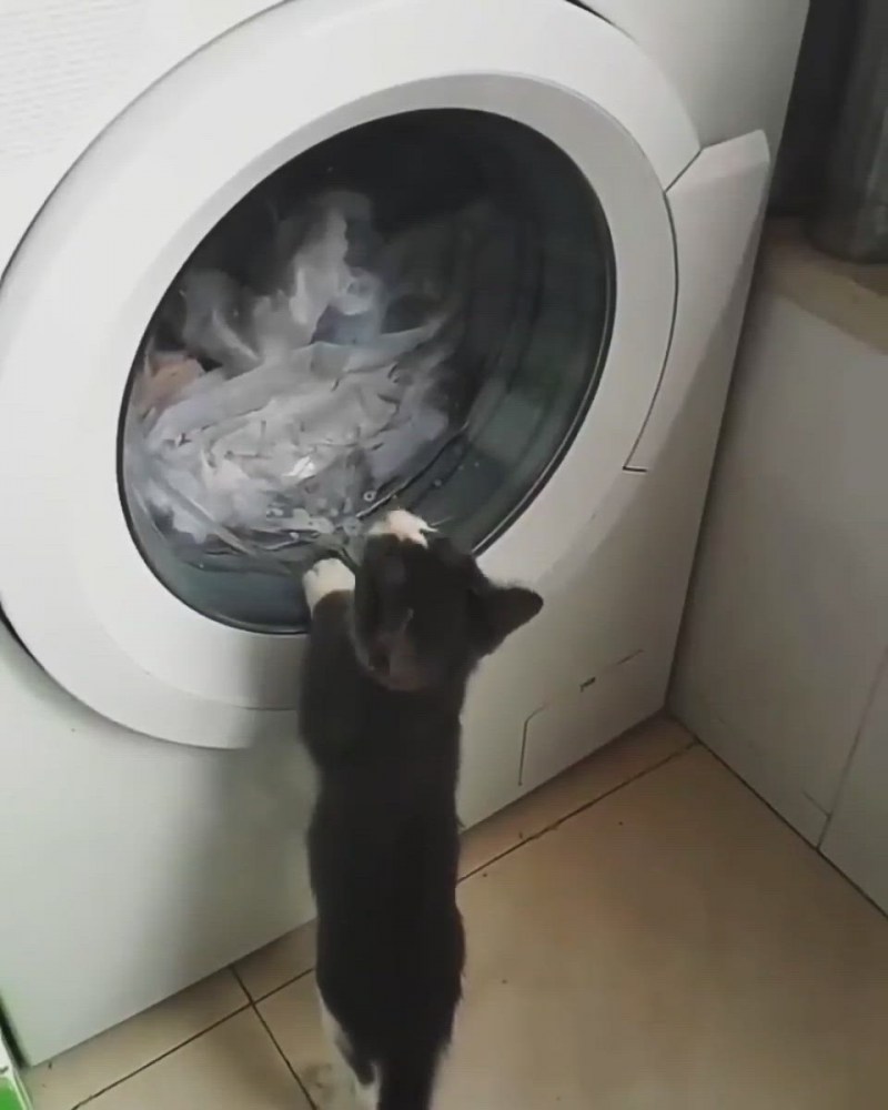 Кот в стиральной машине с надписью
