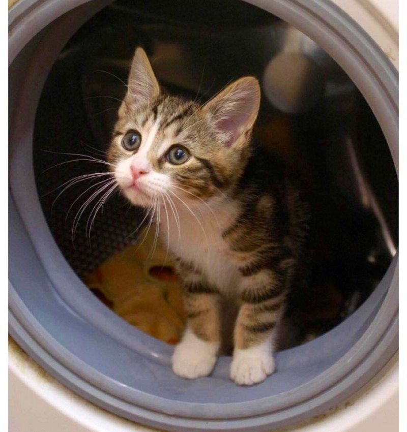 Кот в стиралке