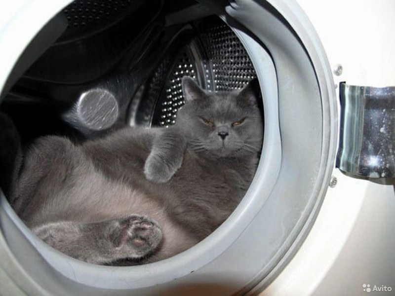Кот в стиральной машине