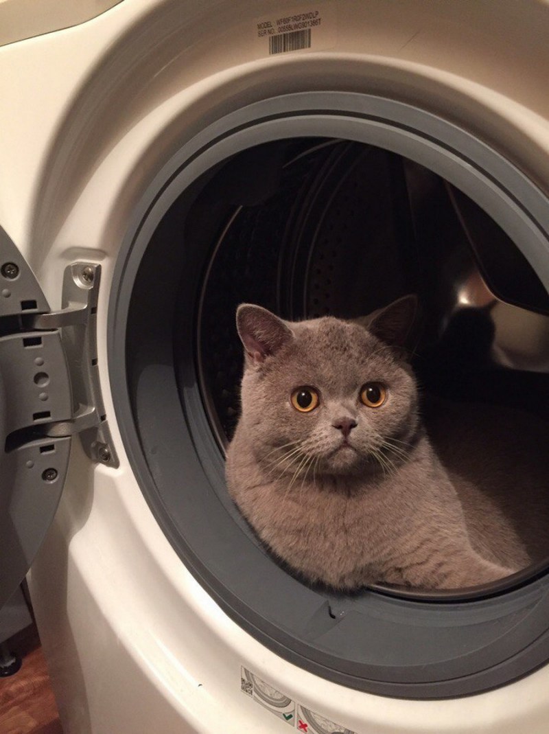 Кот и стиралка