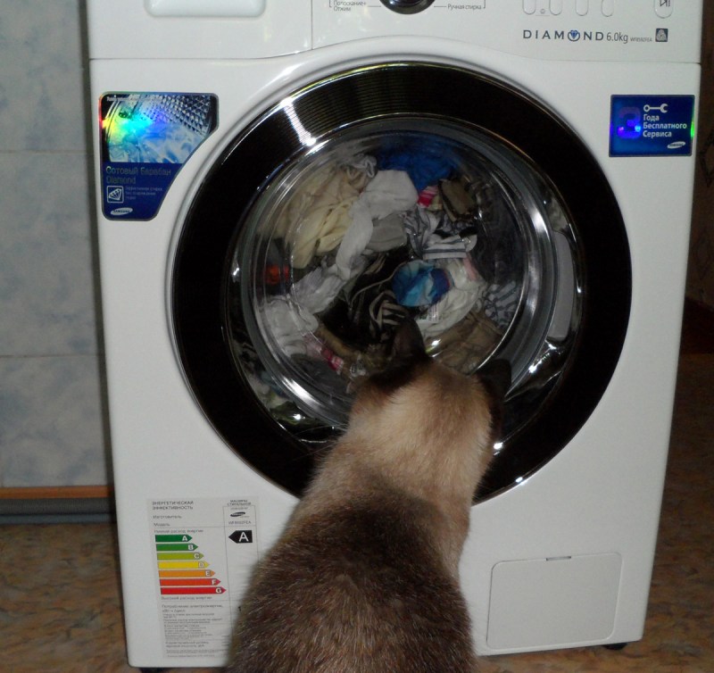 Постирал кота