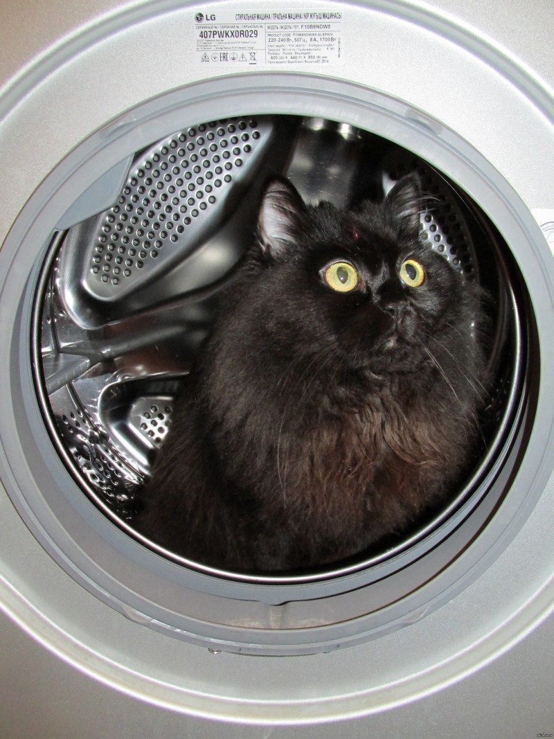 Кошка и стиралка