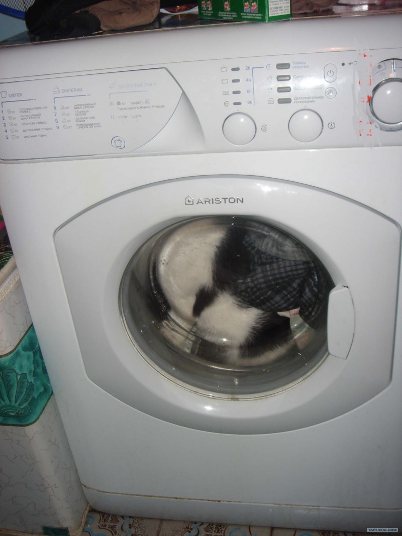 Кот в стиральной машине gif