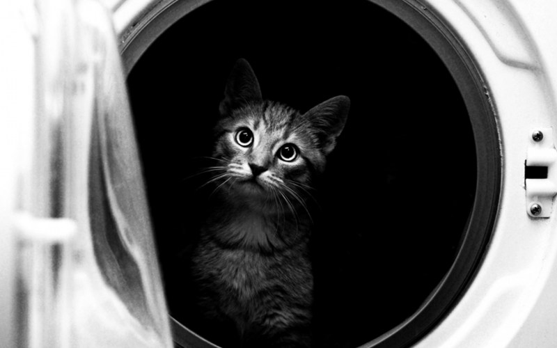 Котик в стиральной машине
