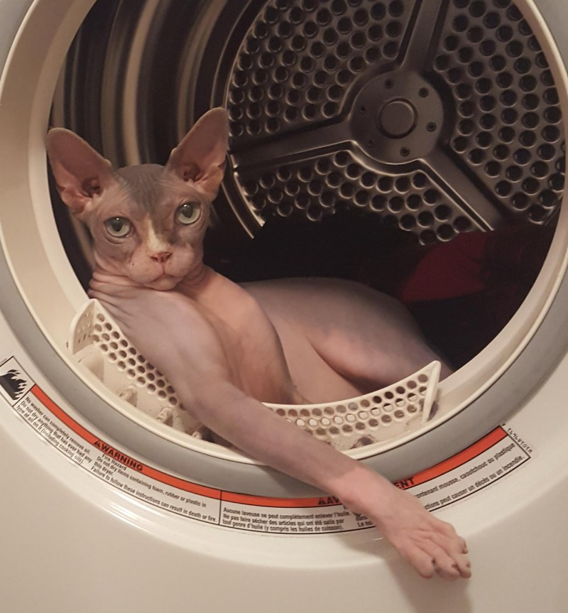 Кот в стиральной машине