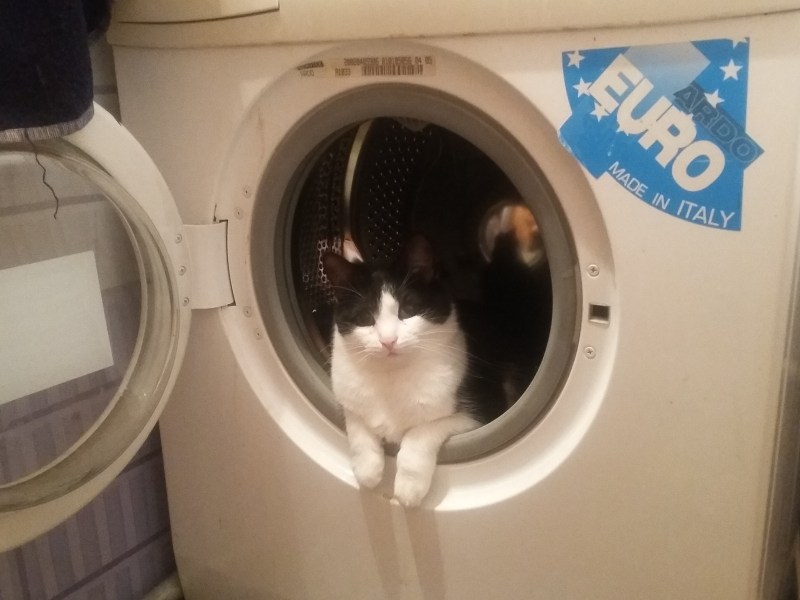 Котенок в стиральной машине