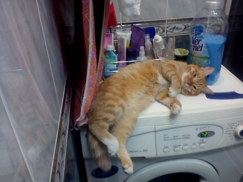Котенок в стиральной машине