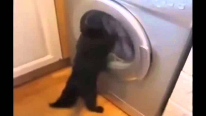 Животные в стиральной машине