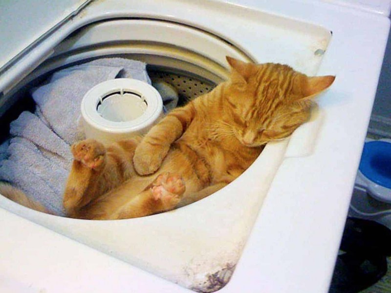 Котик на машинке