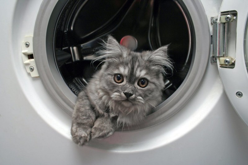 Кот в стиральной машине