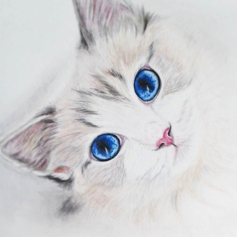 Нарисовать милого котенка