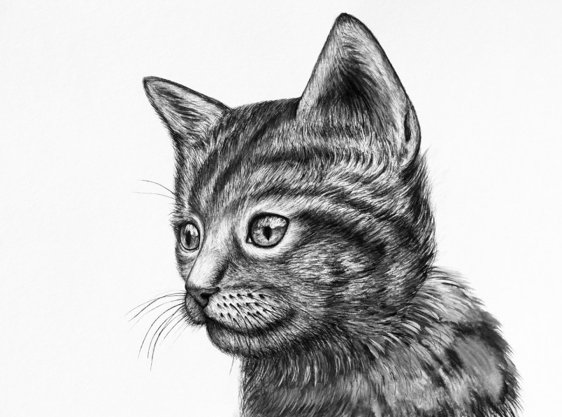 Красивый кот рисунок