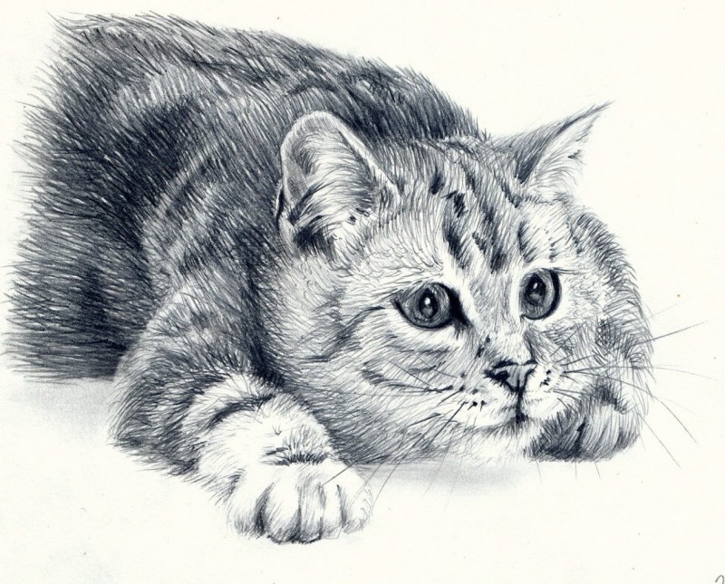 Рисунки котов карандашом