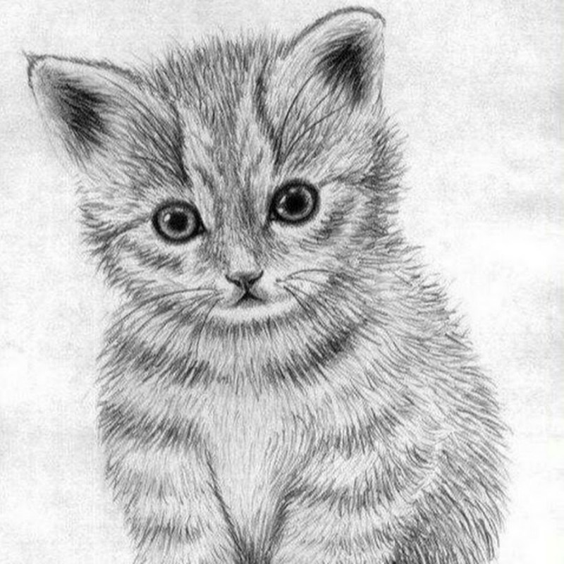 Кошка карандашом