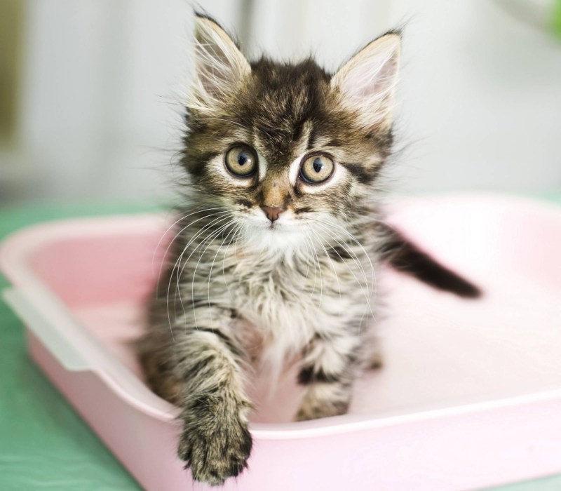 Лоток для котят