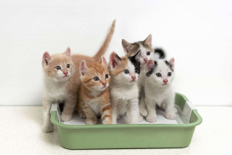 Приученных котят