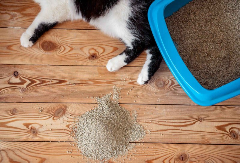 Наполнитель для кота