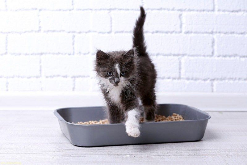 Лоток для котят