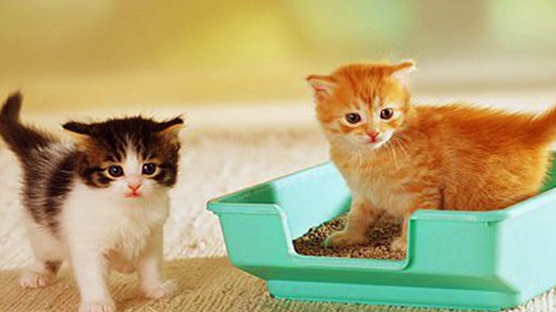 Лоток для кота