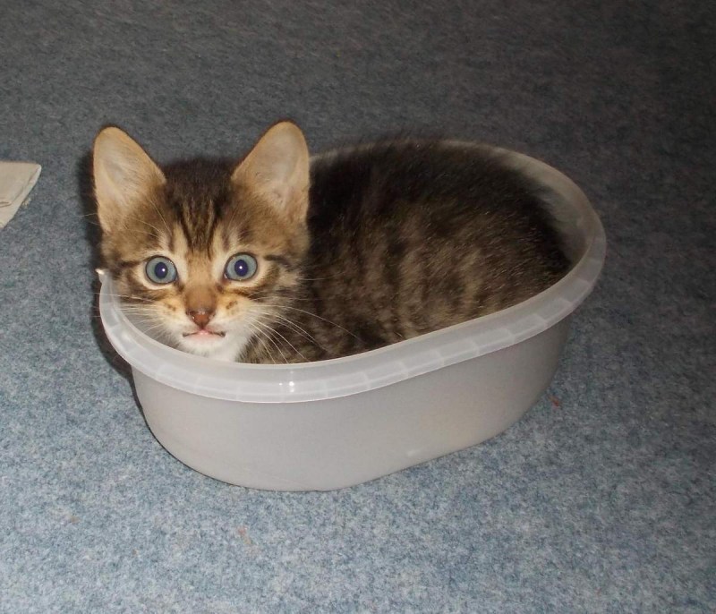 Приучить кота к дому