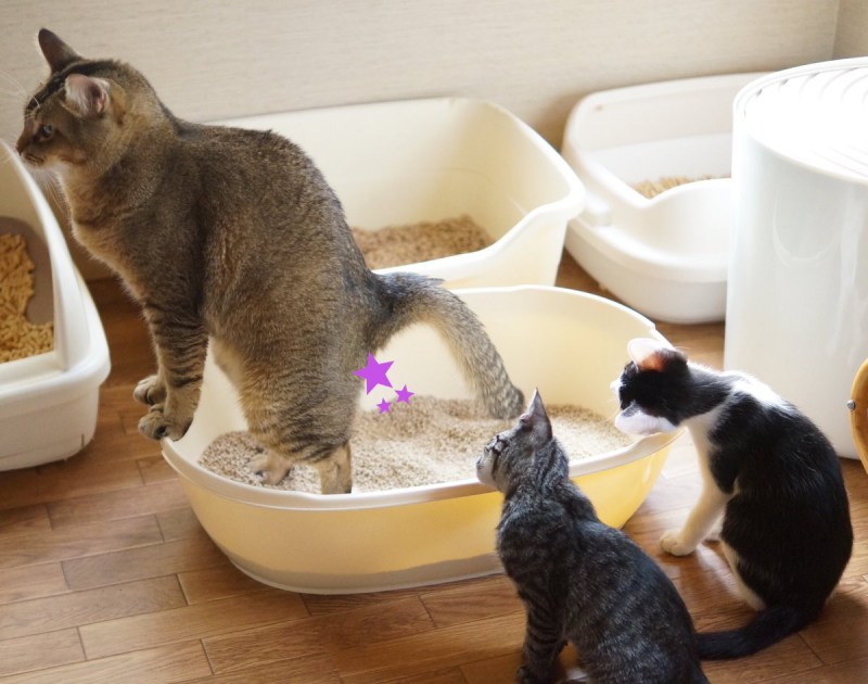 Котенок какает