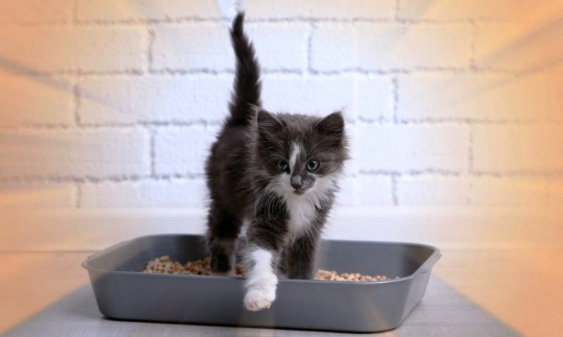 Котенок ест наполнитель для туалета