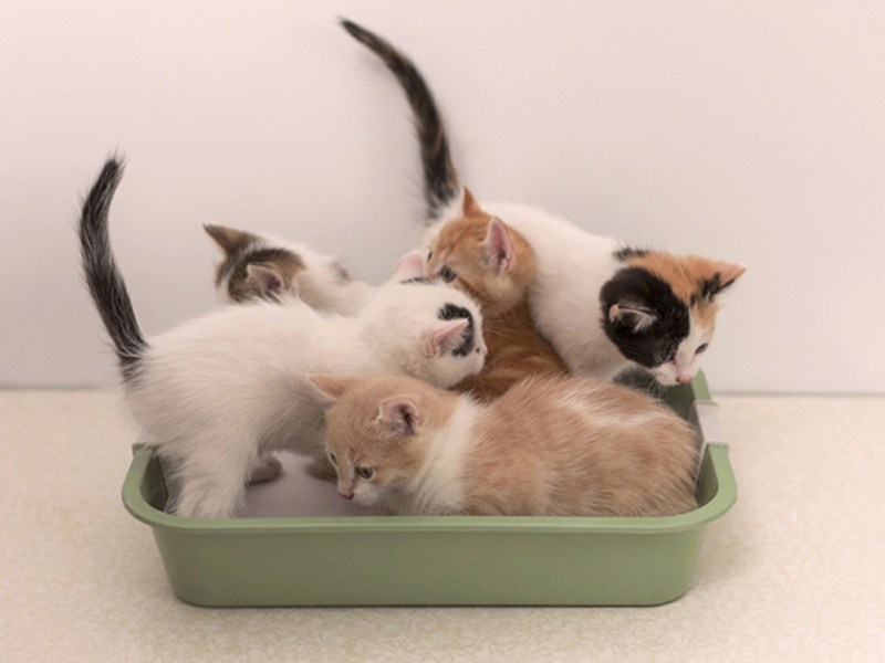 Лоток для маленьких котят