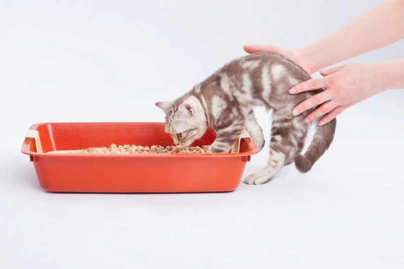 Лоток для котят