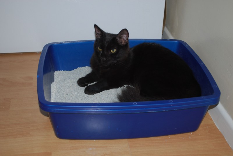 Лоток для кота