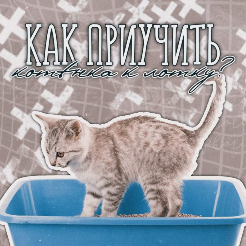 Как приручить кота к лотку