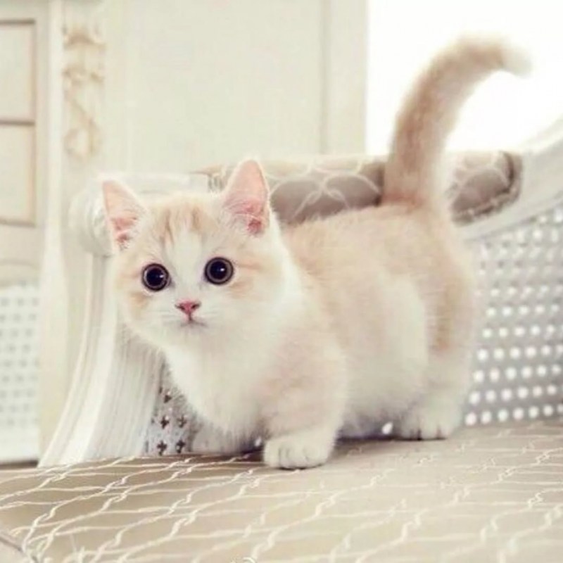 Манчкин сиамский