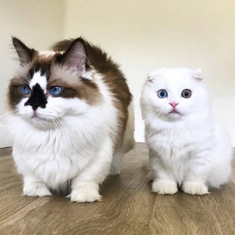 Манчкин кот черный